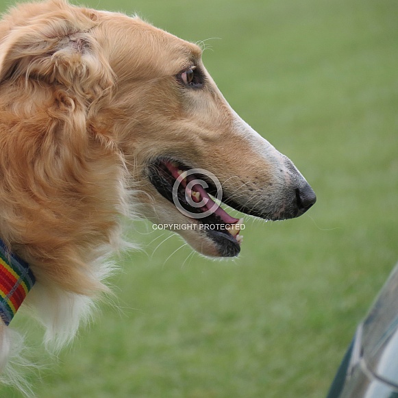 Borzoi