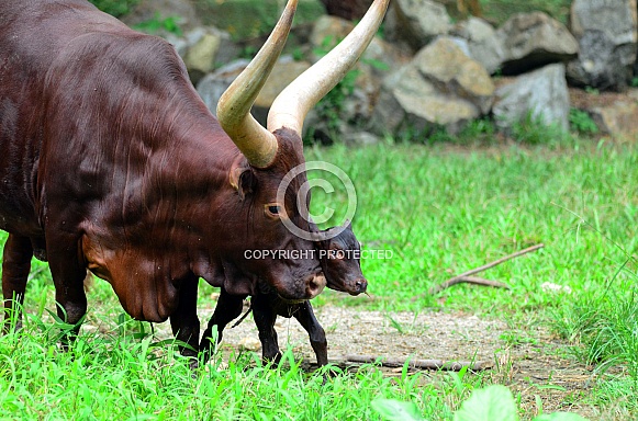 Longhorn Cattle with calf