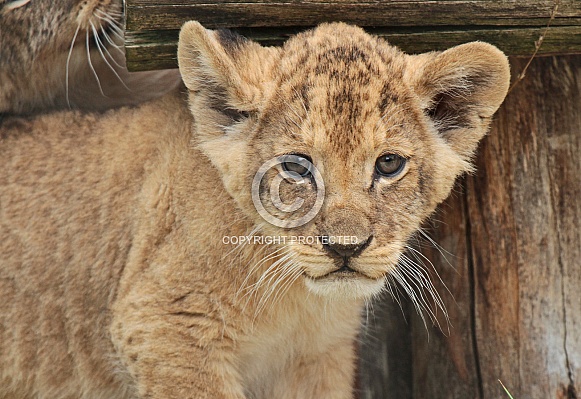 African Lion Cub African Lion Cub