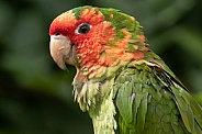 Mitred Conure Close Up Side Profile