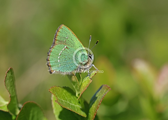 Green Hairstreak