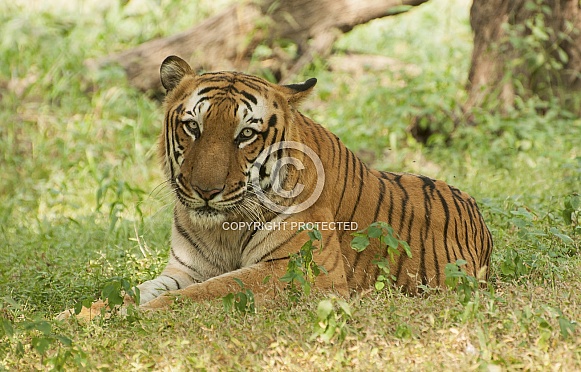 Royal Bengal Tiger
