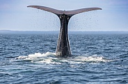 Humpback Tail
