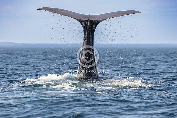 Humpback Tail Humpback Tail