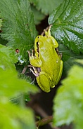 Tree frog on a leaf