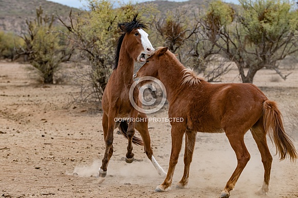Salt River Wild Mustangs Salt River Wild Mustangs