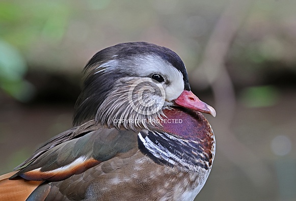 Mandarin Duck
