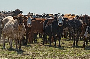 Group of cows standing in pasture meadow, looking at camera