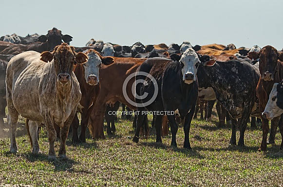 Group of cows standing in pasture meadow, looking at camera