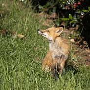 Red Fox