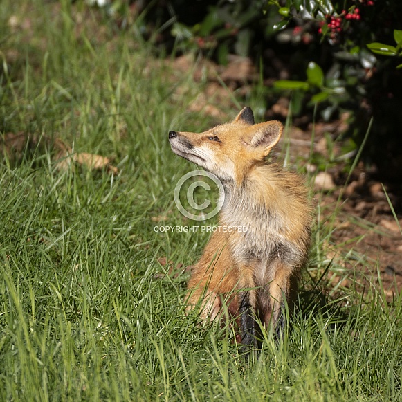 Red Fox