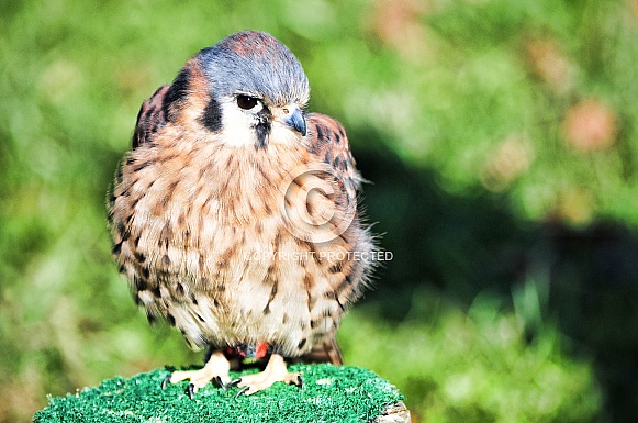 American Kestrel / Falco sparverius