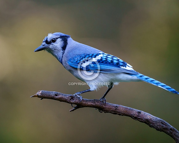 Blue Jay