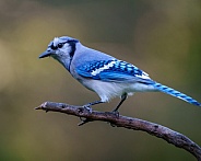 Blue Jay