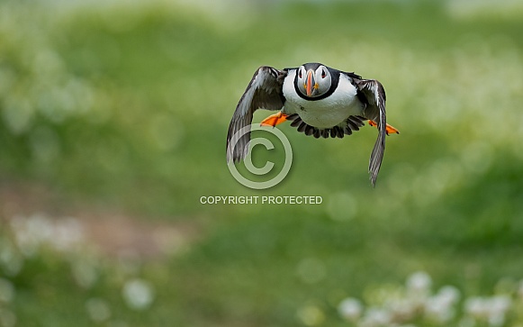 Puffin the birds from the arctic.