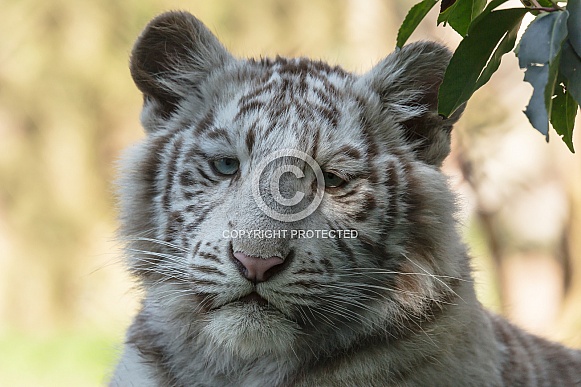 White Tiger Cub