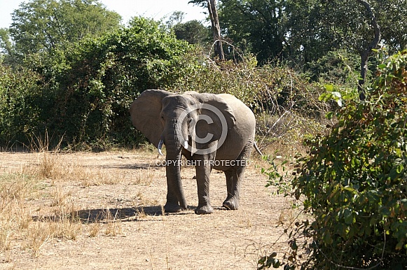African Elephant African Elephant