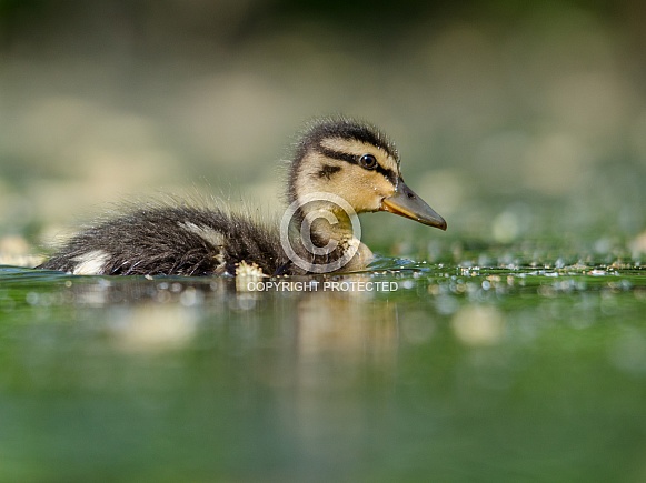 Mallard Duckling