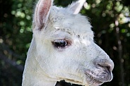 Close up image of an adult Alpaca