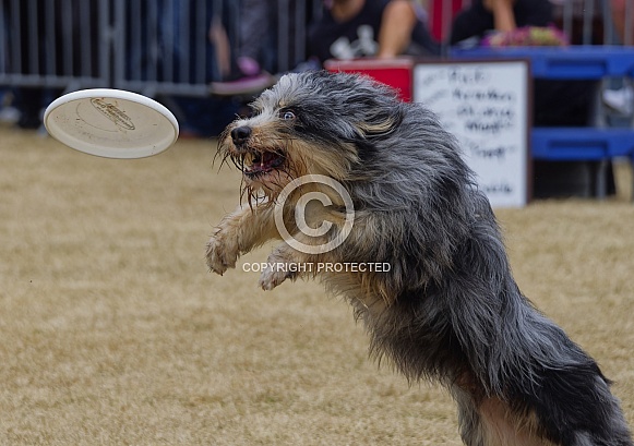 Border Collie or Australian Shepherd
