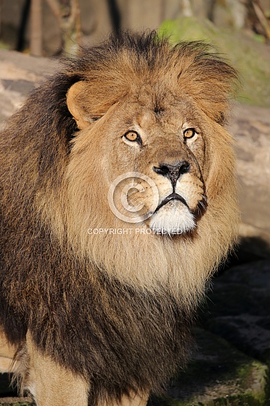 Lion (Panthera Leo)