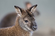 The swamp wallaby (Wallabia bicolor)