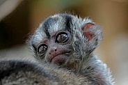 Gray-Bellied Night Monkey