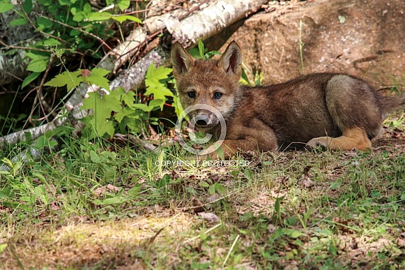 Wolf and Wolf Pups