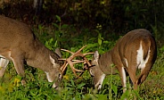 White tail deer