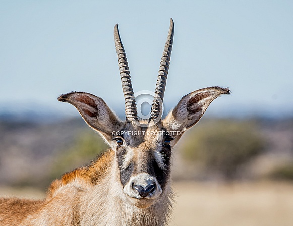 Roan Antelope Roan Antelope