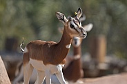 A Young Mhorr Gazelle