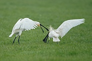 The Eurasian spoonbill