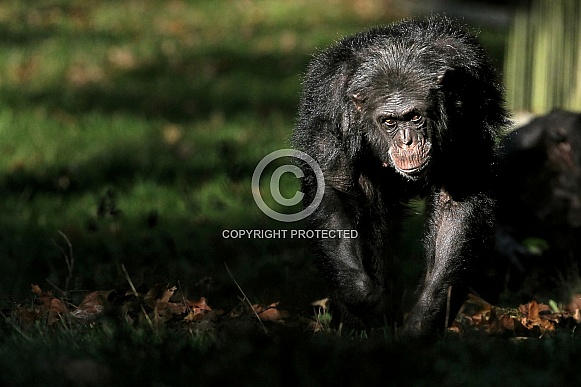 Chimpanzee