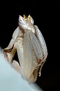 Orchid Mantis
