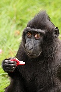 Crested Macaque (Macaca Nigra)