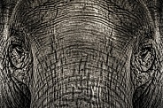 Elephant closeup