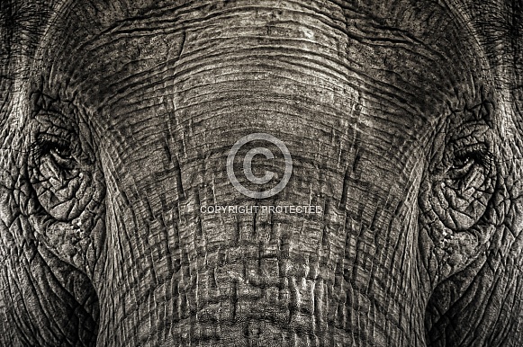 Elephant closeup