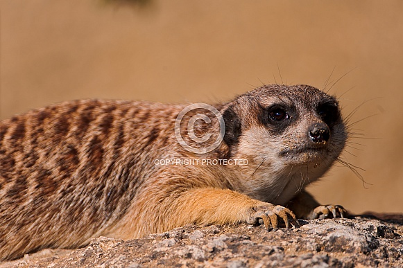 Meerkat