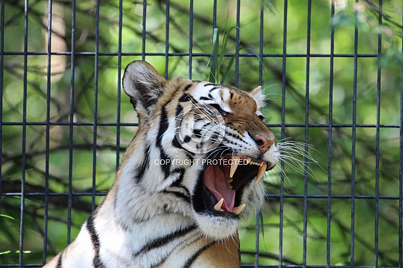 Amur Tiger Roar 2