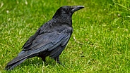 Crow