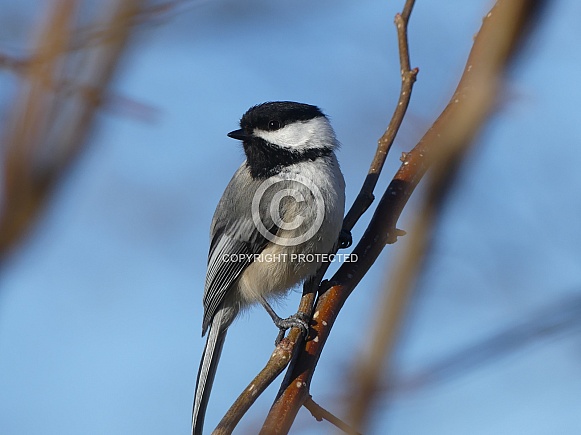 Chickadee in Quince Chickadee in Quince