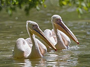 Two pelicans swimming on the water