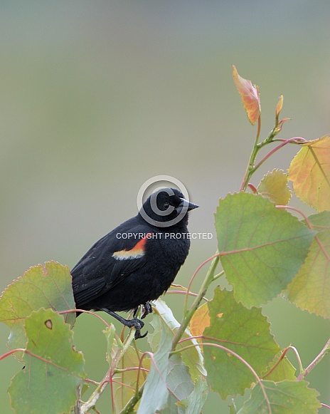 Red-winged blackbird