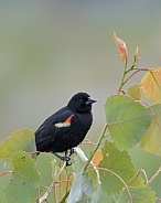 Red-winged blackbird