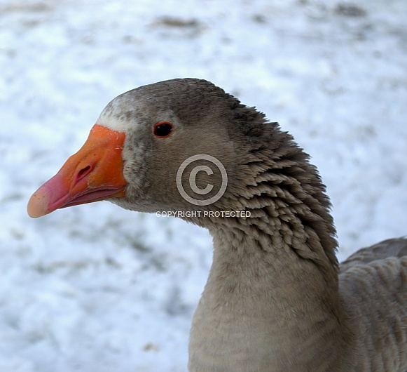 Pilgrim Goose