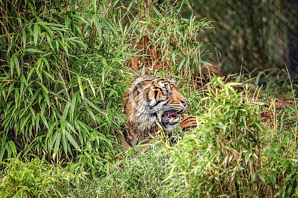 Sumatran tiger Sumatran tiger