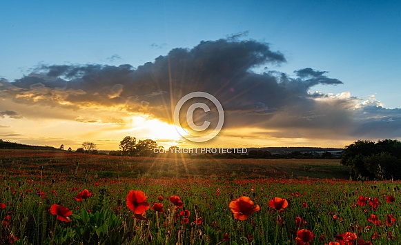 Poppy Sunset Poppy Sunset