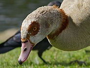 Egyptian Goose