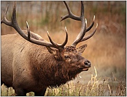 Bull Elk Madison River Yellowstone