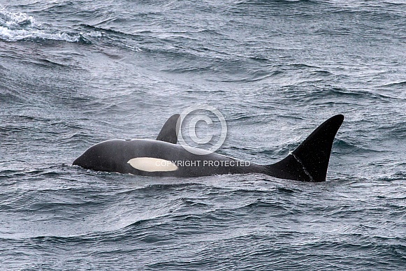 Orca, killer whale (wild)
